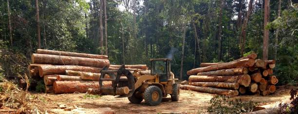 Best Firewood Processing and Delivery  in Ke Charles, LA