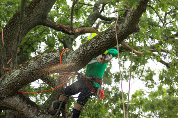 Professional Tree Services in Lake Charles, LA